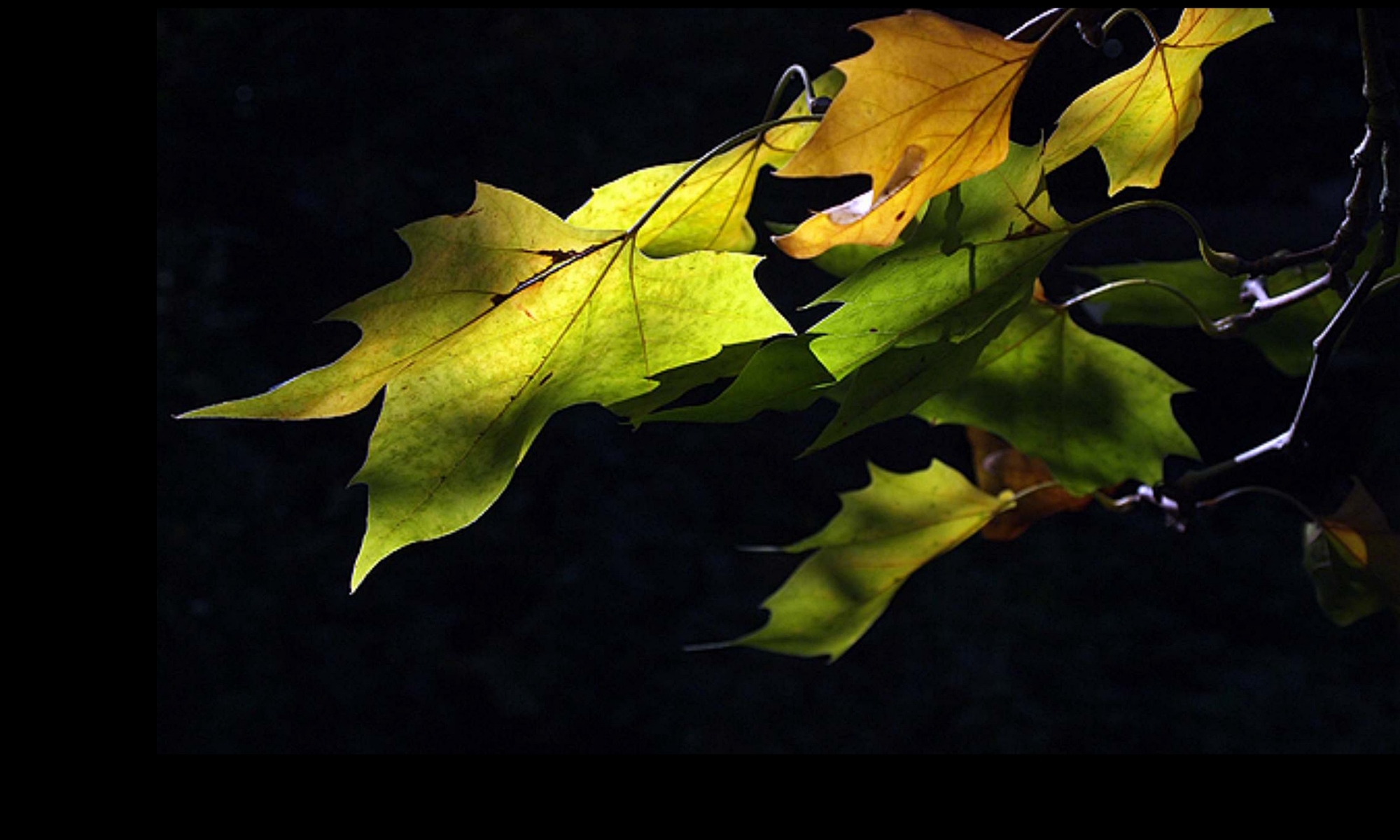Sunlight on leaves against a dark background